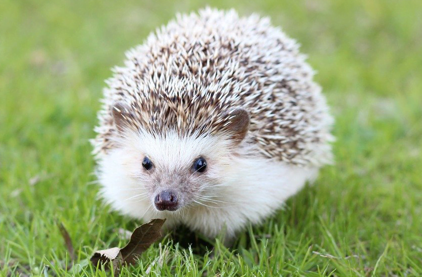 hedgehogs in spirituality