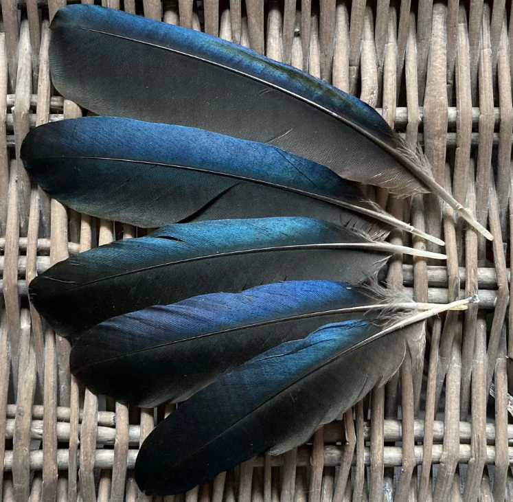 bird feathers
