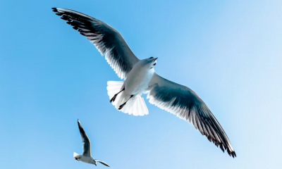 spiritual seagulls