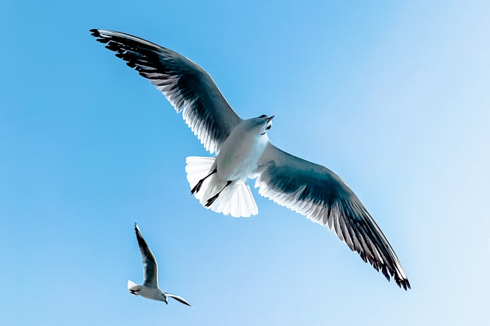 spiritual seagulls