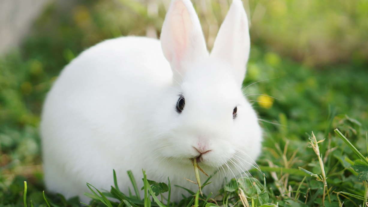 white rabbit meaning sexually