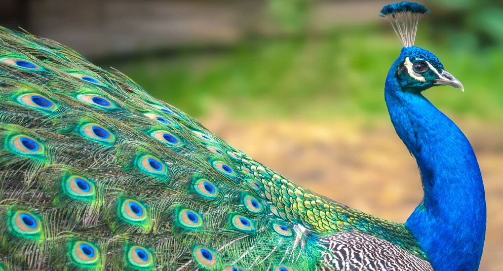 peacock bird feathers